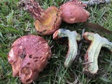 Butyriboletus floridanus image