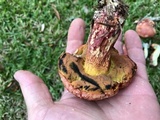 Butyriboletus floridanus image