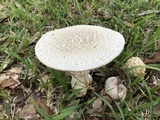 Amanita daucipes image