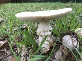 Amanita daucipes image