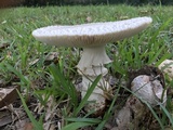 Amanita daucipes image