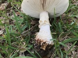 Amanita daucipes image