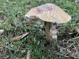Amanita amerirubescens image