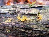 Calocera cornea image