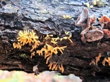 Calocera cornea image