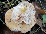 Hebeloma crustuliniforme image