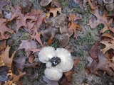 Lyophyllum decastes image