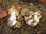 Lyophyllum decastes image