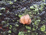 Myxarium nucleatum image
