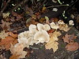 Pleurotus pulmonarius image