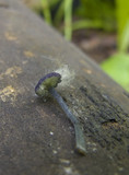 Entoloma chytrophilum image
