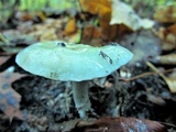 Stropharia aeruginosa image