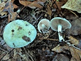 Stropharia aeruginosa image