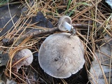 Tricholoma terreum image