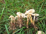 Marasmius oreades image