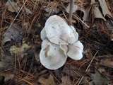 Tricholoma argyraceum image