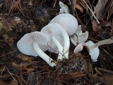 Tricholoma argyraceum image