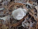 Tricholoma argyraceum image