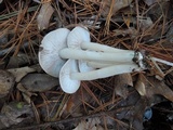 Tricholoma argyraceum image