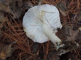 Tricholoma argyraceum image