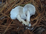 Tricholoma terreum image