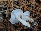 Tricholoma terreum image