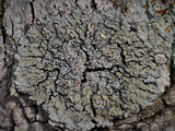 Pannaria elatior image