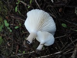 Hygrophorus agathosmus image