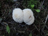 Lycoperdon curtisii image
