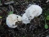 Lycoperdon curtisii image
