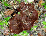 Coltricia cinnamomea image