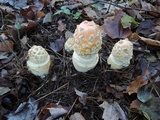 Amanita chrysoblema image
