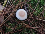 Mycena rosea image