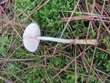 Mycena rosea image