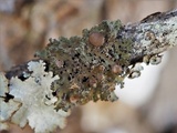 Tuckermanella fendleri image
