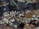 Tuckermanella fendleri image