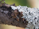 Tuckermanella fendleri image