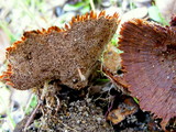 Coltricia cinnamomea image