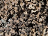 Sticta beauvoisii image