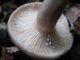 Lactarius uvidus image
