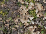 Sticta beauvoisii image