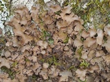 Sticta beauvoisii image