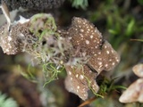 Sticta beauvoisii image