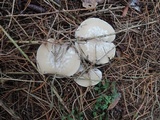 Clitocybe phyllophila image