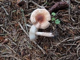 Lepiota subincarnata image