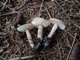Lepiota subincarnata image