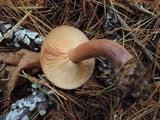 Lactarius rufus image