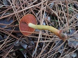 Cortinarius semisanguineus image