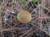 Cortinarius semisanguineus image