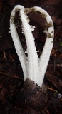 Blumenavia rhacodes image